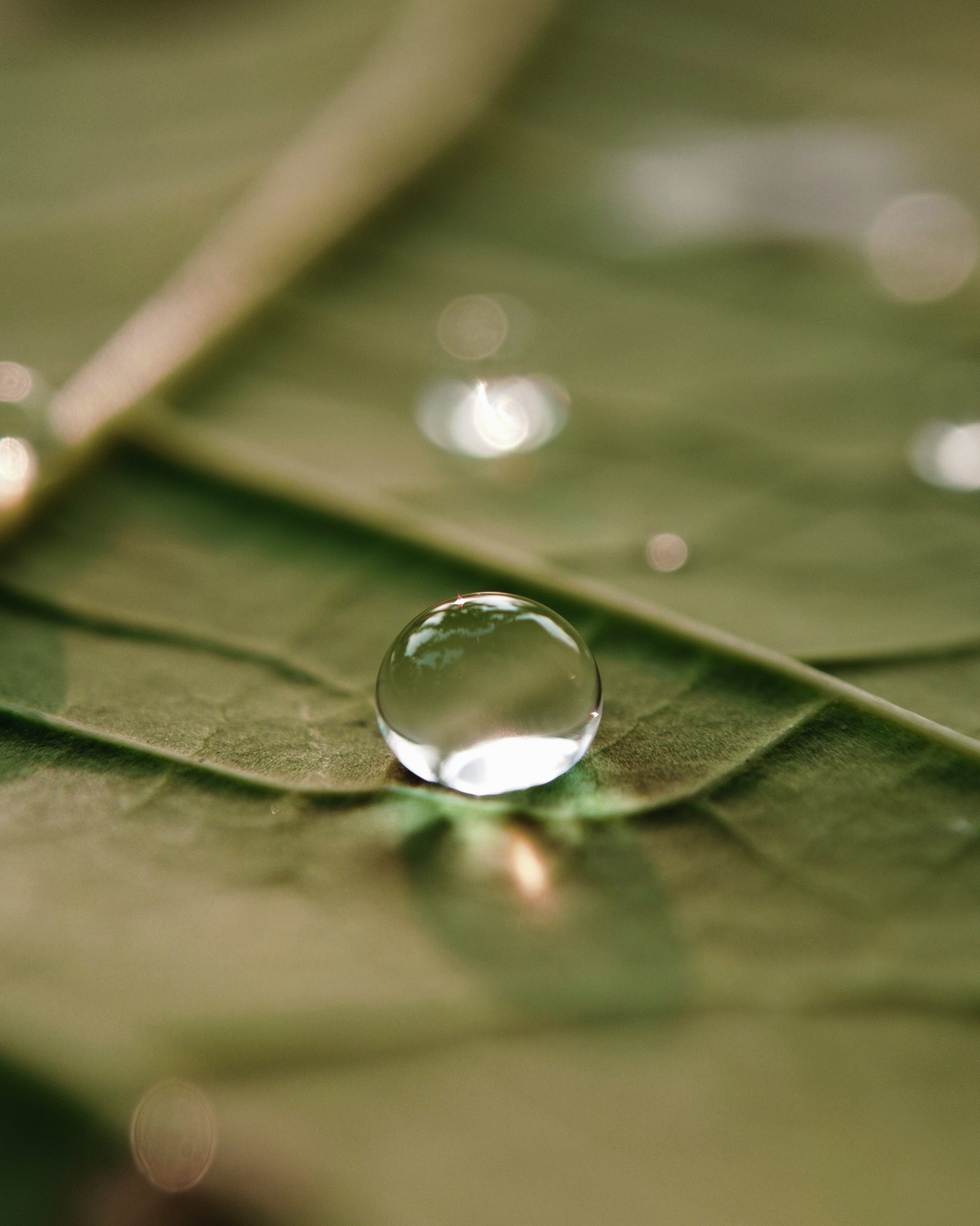 Macro photography of water droplets on a leaf